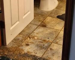 warning signs your sewer line is crying for help